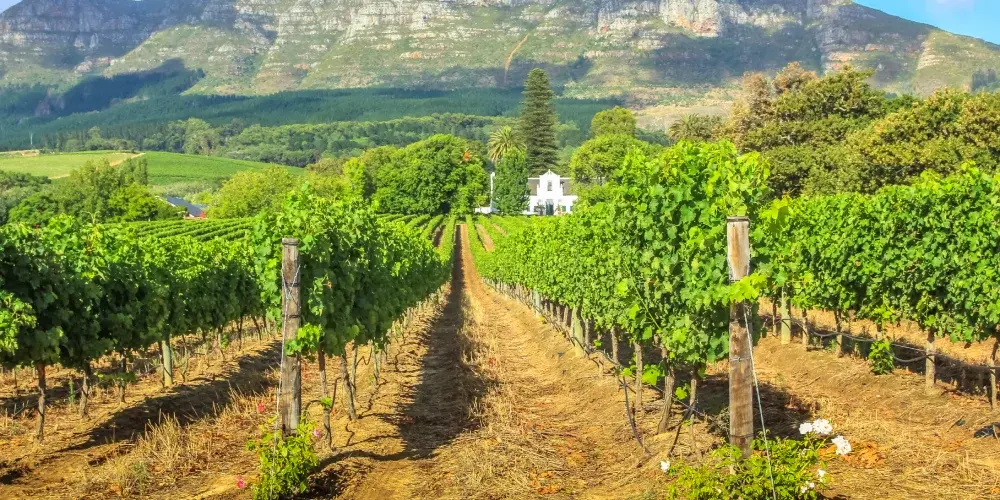 Vibrant South Africa